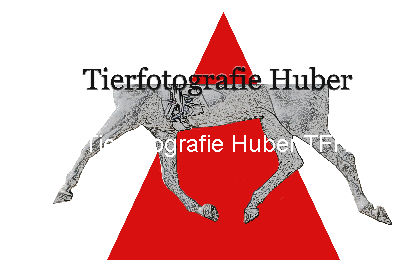 Logo TF-Huber dreieck.jpg